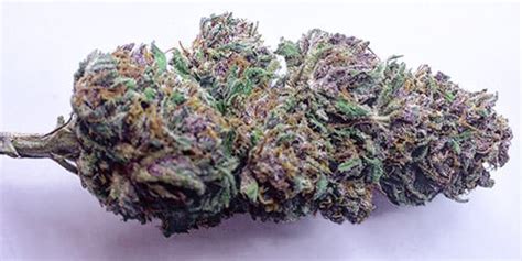 20 Popular Purple Cannabis Strains The Chill Bud