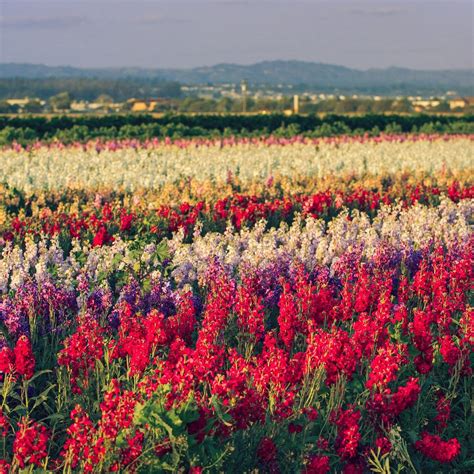 Field Of Flowers California Eruption Of Color Is A Rite Of Spring At