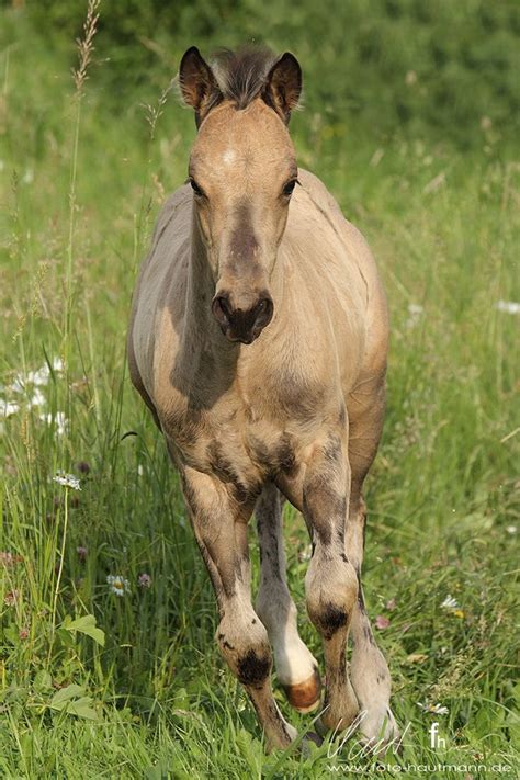 Also see how artist kline draws his animal art. Dunits Smart Magician - Quarter Horse Hengstfohlen © 2013 ::: Foto Hautmann ::: www.foto ...