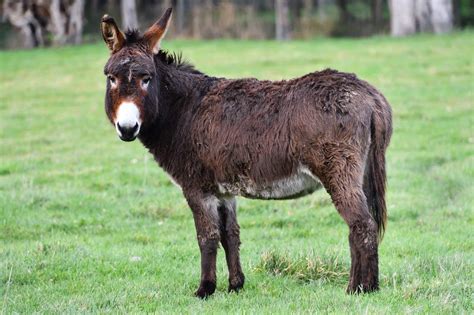 Synthesize More Than 15 Articles How Strong Is A Donkey Just Updated