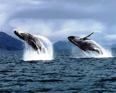 Alaska Guideline To Adventure Whale Humpback Whale Ocean Animals