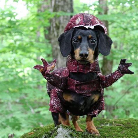 Velociwiener Dinosaur Dog Costume Cute Dog Costumes Weiner Dog