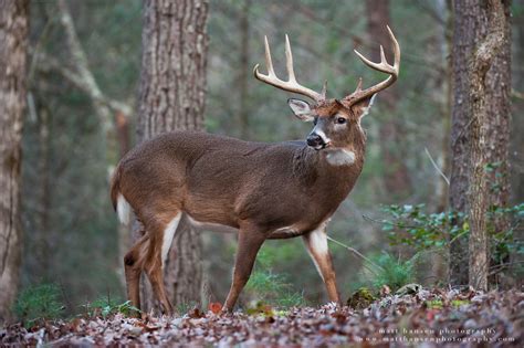 Find the best whitetail deer backgrounds on wallpapertag. Professional Whitetail Deer Photography | Matt Hansen