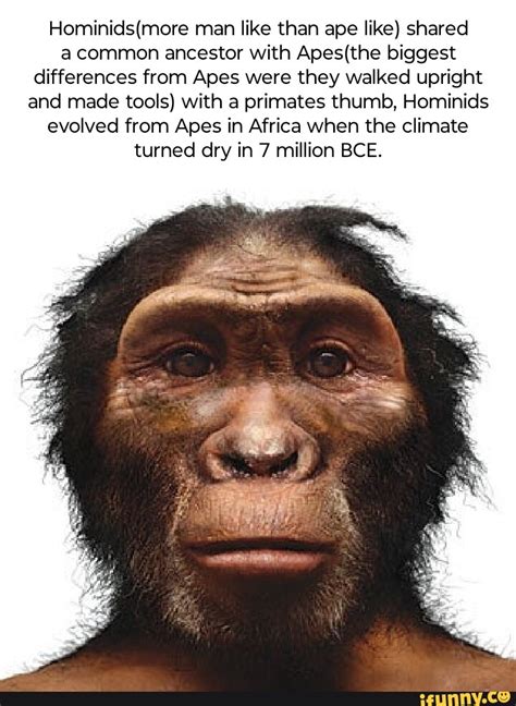 Man Like Than Ape Like Shared A Common Ancestor With Biggest