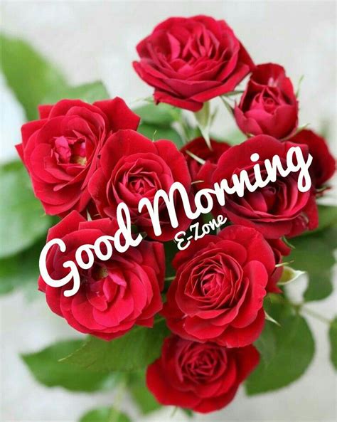 Good Morning Love Roses Flowers Plants Messages Pink Rose Plant