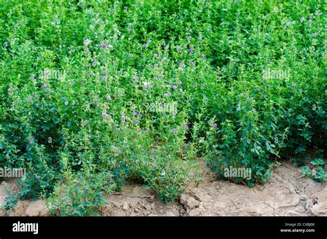 Alfalfa Plants Being Grown For Hay Stock Photo Alamy