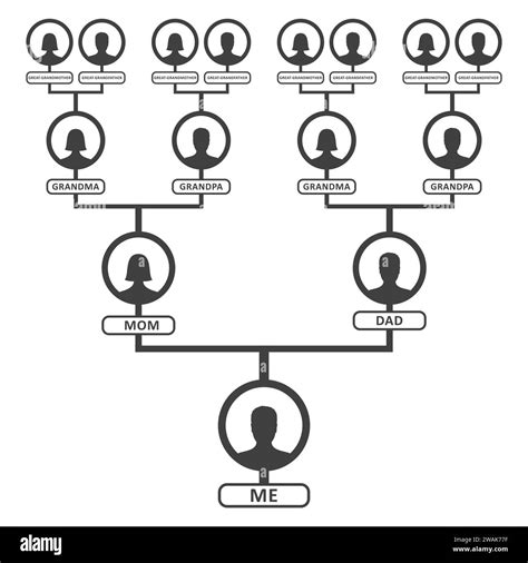 Mod Le De Diagramme D Arbre G N Alogique De Pedigree Ou D Ascendance