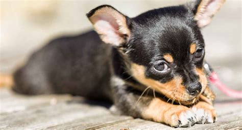 We did not find results for: Black And Tan Dog Breeds - The Top Gorgeous Dark Colored Pups
