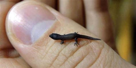 Smallest Animals In The World 15 Tiniest Species Ranked ️