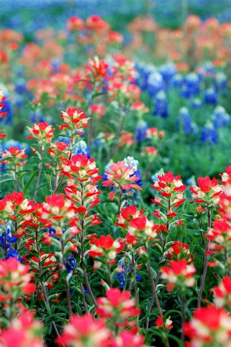 Vibrant blue and red take over a pasture field in ennis. Pin on ink