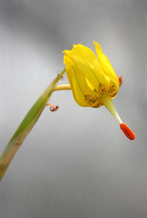 Moraea Pendula Annies Annuals And Perennials Flickr