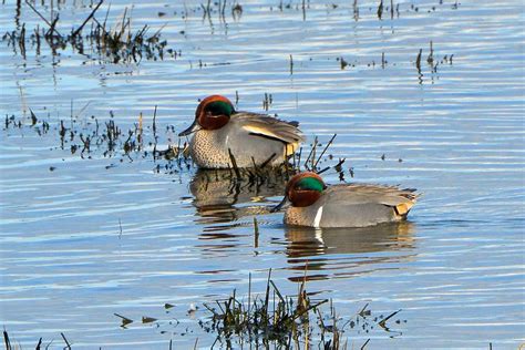 Green Winged Teal Anas Crecca Carolinensis Foreground Flickr
