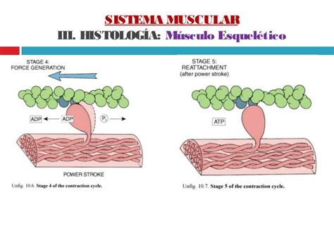 Sistema Muscular Sistema Muscular Membrana Plasm 225 Tica Tecido