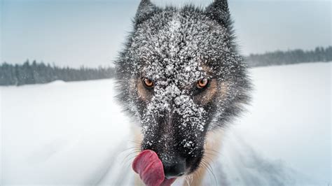 1366x768 Wolf Close Up 1366x768 Resolution Hd 4k Wallpapers Images