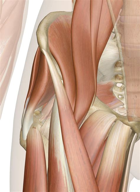 The Muscles Of The Hip Joint D Anatomy Model