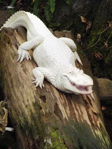 Albinoanimalphotography Crocodile Animal Rare Albino Animals