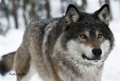 The Wolf With The Yellow Eyes Life As Seen By Me
