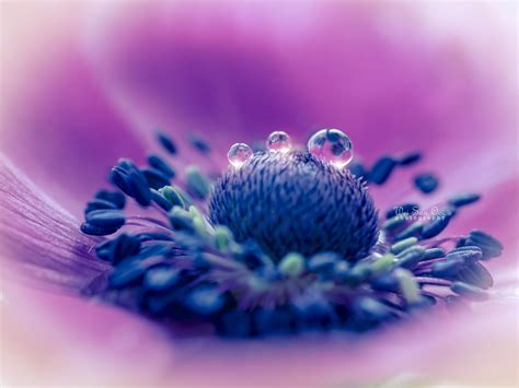 31 Incredibly Captivating Flower Photos By Wei San Ooi 500px