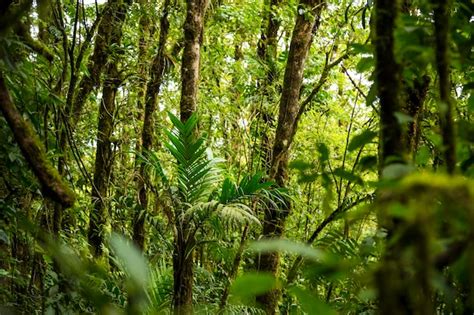 Foresta Pluviale Tropicale Densa In Costa Rica Foto Premium