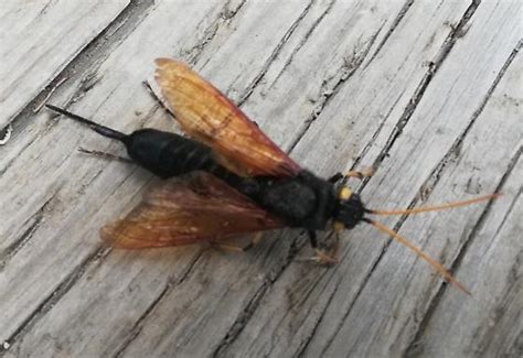 Dark Long Flying Bug With Stinger Urocerus Californicus Bugguidenet