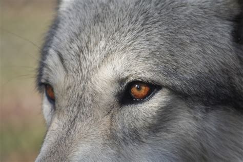 Wolf Eyes Close Up Us Geological Survey