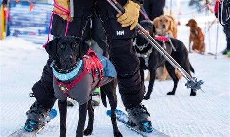 Alta Just Wrapped Up Entire Week Of Avalanche Rescue Dog School