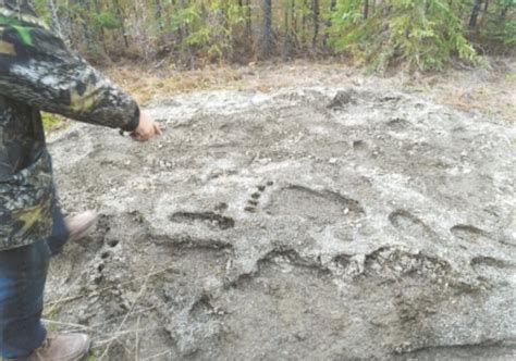 A Whitehorse Resident Collected Stories Of Sasquatch Sightings For