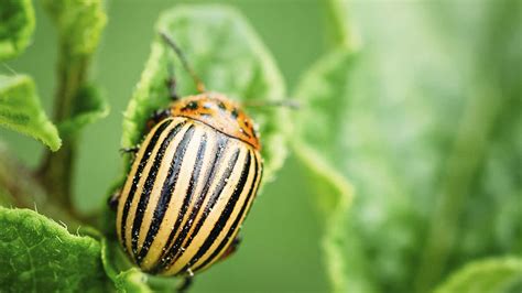 Bayer Launches New Insecticide For Colorado Potato Beetle Protection