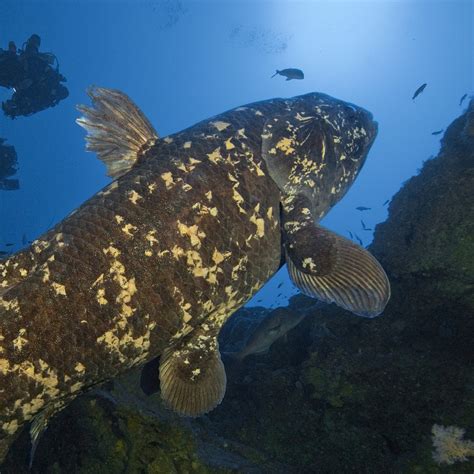 Coelacanths National Geographic