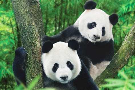 53 Get Up Close To Giant Pandas In China International Traveller