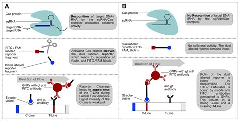 Lateral flow assays (lfas) are simple to use, disposable diagnostic devices that can test for biomarkers in samples such as saliva, blood, urine, and food. Diagnostic CRISPR Tools and Techniques » Milenia Biotec GmbH