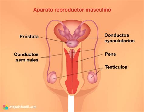 Aparato reproductor femenino y masculino explicado para los niños