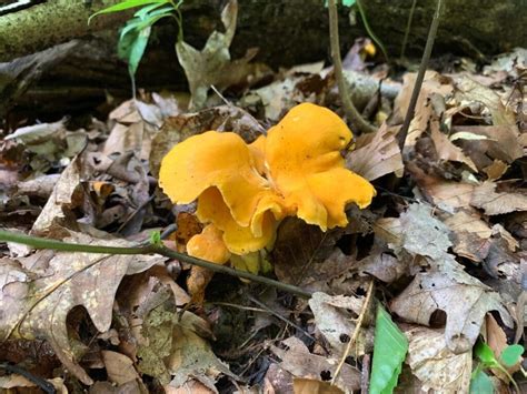 Chanterelle Mushrooms Identification Foraging And Look Alikes