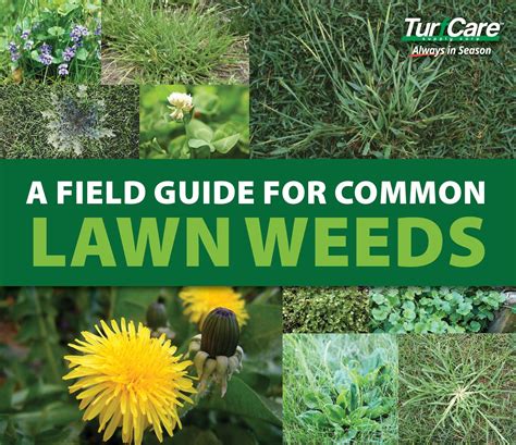 Weeds In Grass Identification