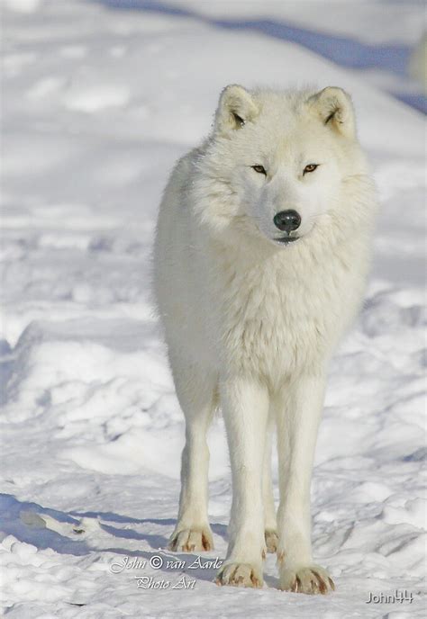 Welt Der Tiere Sonstige Sammeln And Seltenes Polarwolf Auf Led