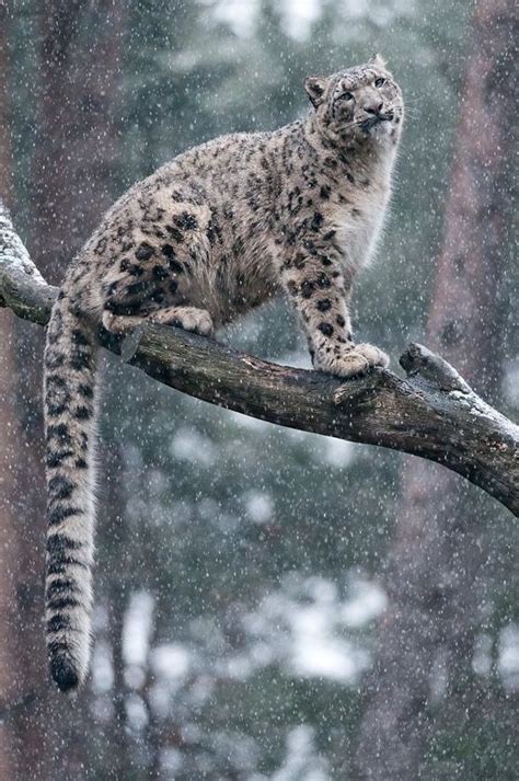Snow Leopard Animals Wild Animals Cats