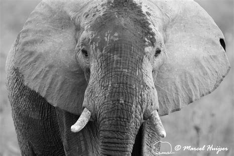 Marcel Huijser Photography African Bush Elephant Loxodonta Africana