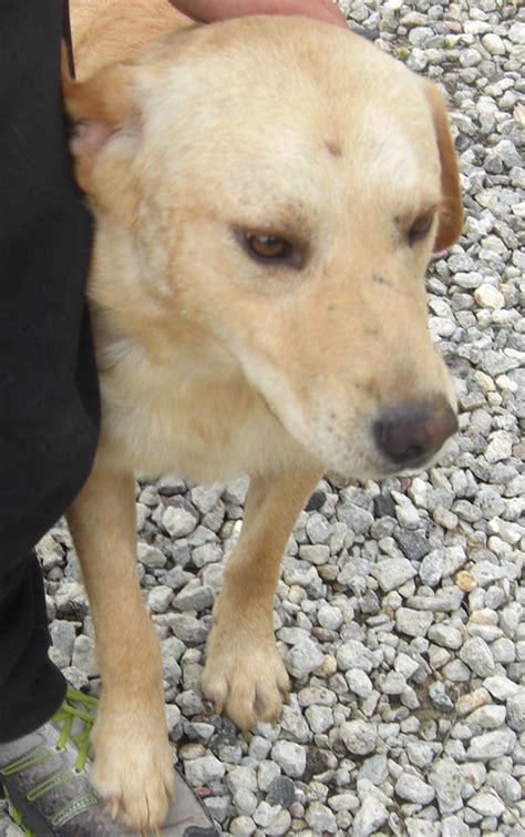 Domestic short hair / tabby / mixed (short coat) size: Dogs for Adoption Part 1 - Pender County Animal Shelter