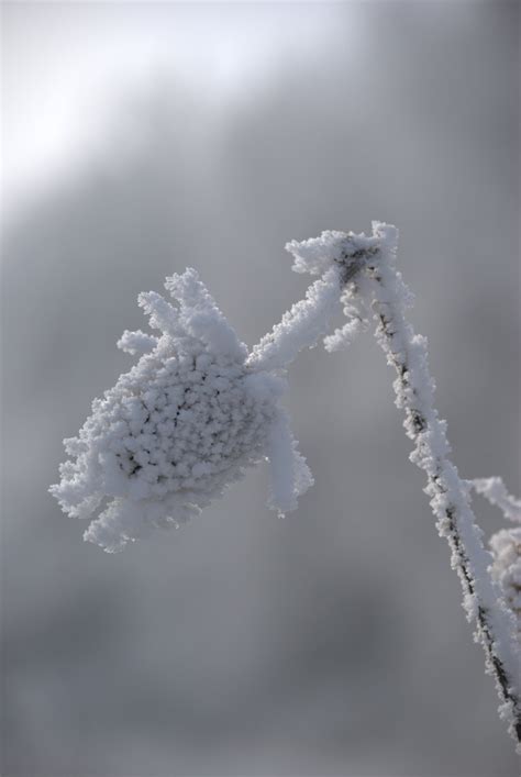 Free Images Water Branch Snow Winter Plant Frost Ice Weather