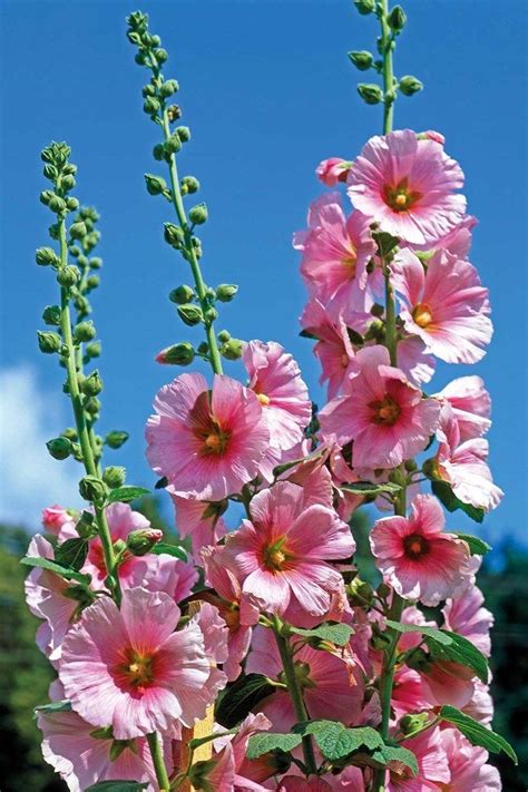 This gorgeous flowering shrub is a bush that produces large, fragrant flowers with intense pink color. 7 old-fashioned flowering plants you need in your garden ...