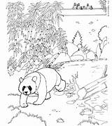 Panda Coloring Bear Animal Kleurplaat Habitat Colorare Disegni Da sketch template