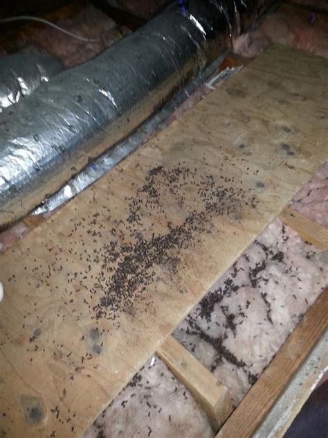 Wildlife Removal - Bat droppings - Bat droppings in attic insulation in ...