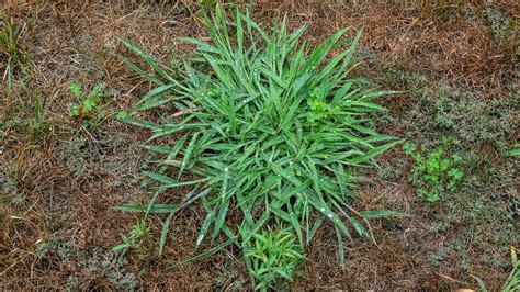 How To Stop Crabgrass Before It Sprouts This Spring Nbc 5 Dallas Fort