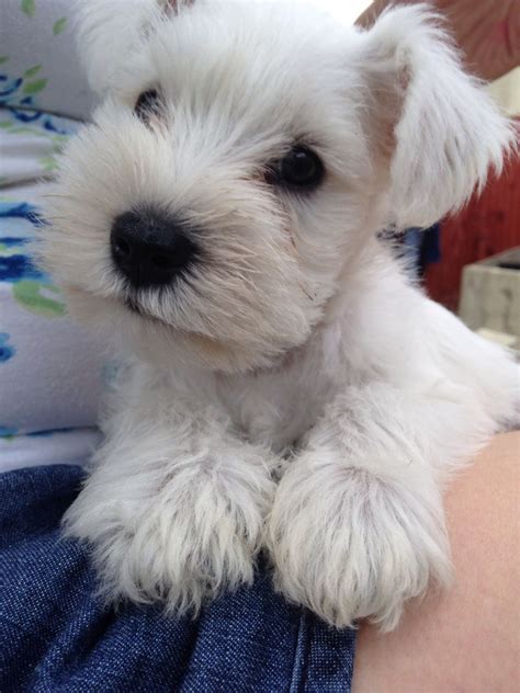 White Miniature Schnauzer Puppies For Sale Pontypridd Rhondda Cynon