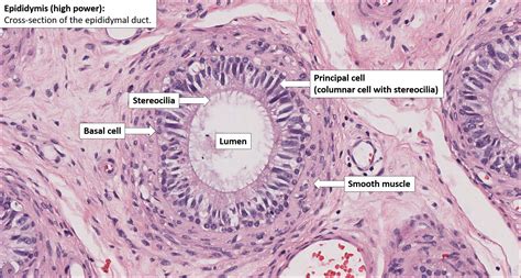 Testis Epididymis Histology