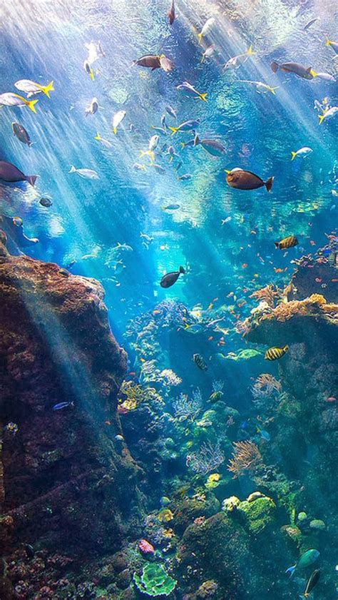 (clean)ocean water doesn't that much in terms of bacteria either. Natural Deep Sea Ocean, Tropical Beautiful Colorful Fishes ...