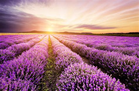 Where To Find Lavender Fields Around The World Arzo Travels