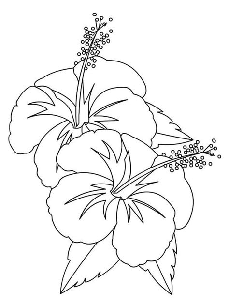 Hawai Dibujo Flor De Hibisco Dibujos Animados Hibisco Png Clipart Pdmrea