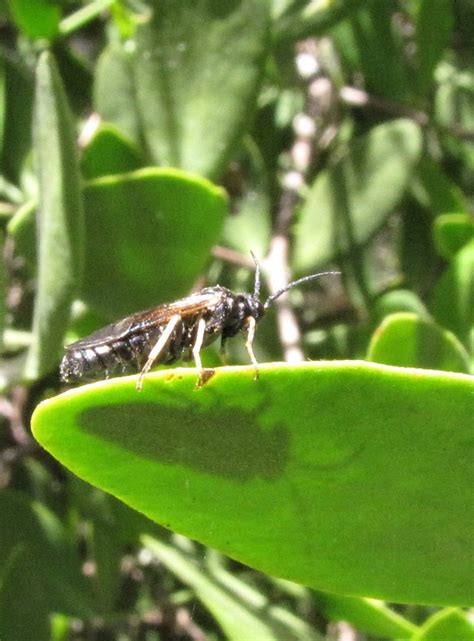 Bug Eric Wasp Wednesday Bristly Rose Slug