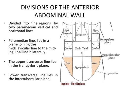 Anatomy Of Anterior Abdominal Wall